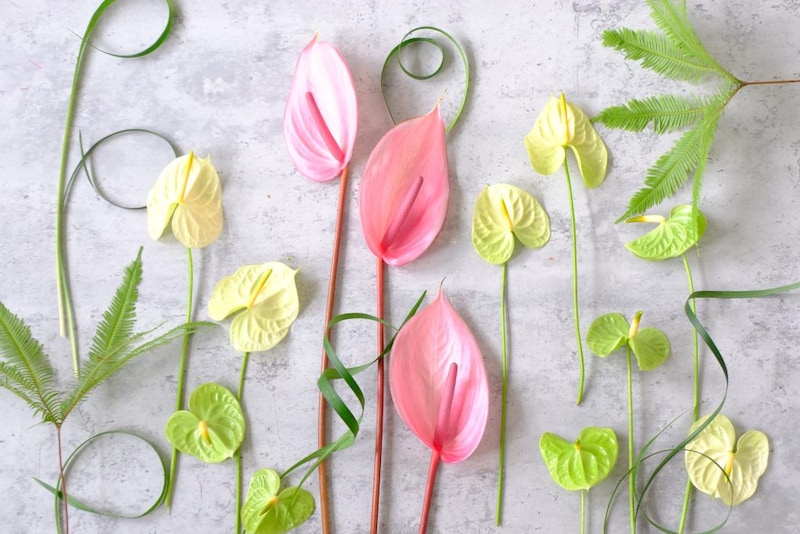 第五十一話　大暑の花あしらい「アンスリウム」