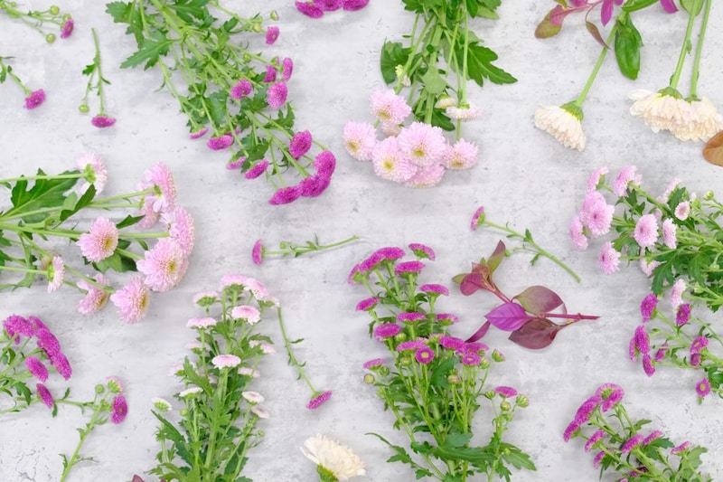 第五十三話 秋分の花あしらい「スプレーマム」