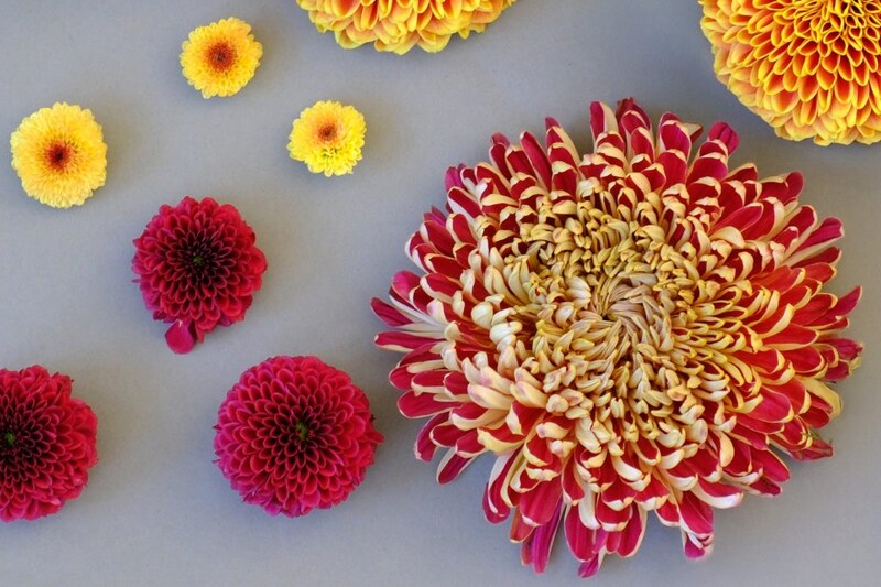 第五十七話　大寒の花あしらい「菊／マム」