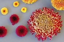 第五十七話　大寒の花あしらい「菊／マム」