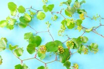 第三十九話　立秋の花あしらい「サンキライ」