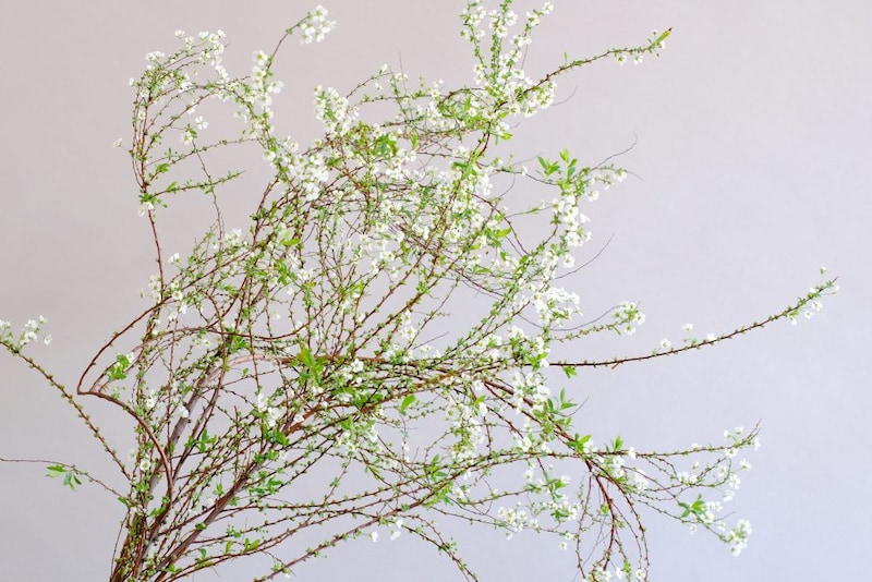 第五十八話　雨水の花あしらい「雪柳」