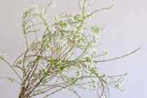 第五十八話　雨水の花あしらい「雪柳」