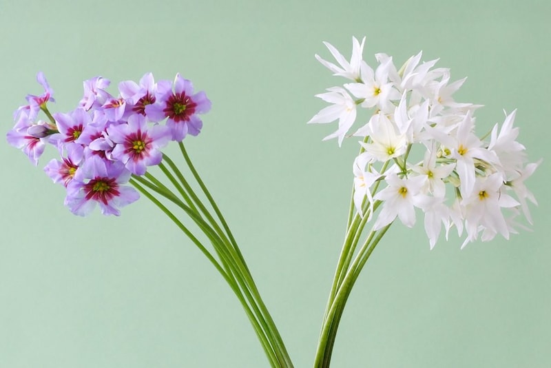 第五十九話　春分の花あしらい「リューココリーネ」