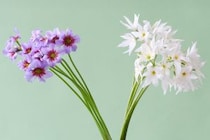 第五十九話　春分の花あしらい「リューココリーネ」