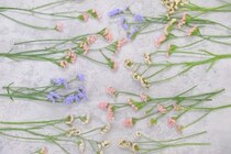 第五十四話　霜降の花あしらい「スターチス」