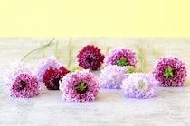 第六十話　穀雨の花あしらい「スカビオサ」