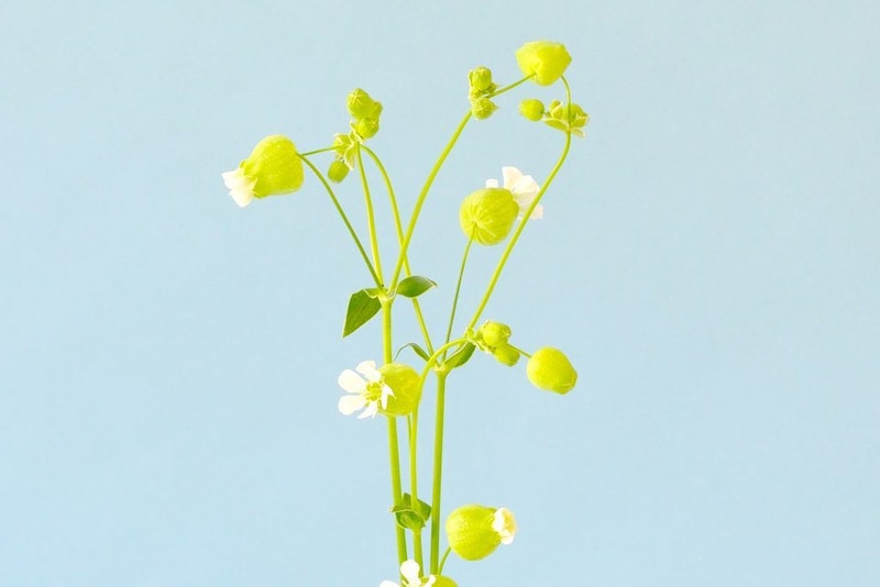 第六十一話　小満の花あしらい「グリーンベル」