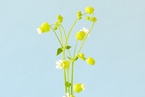 第六十一話　小満の花あしらい「グリーンベル」