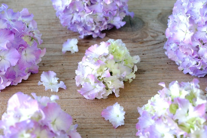 第六十二話　芒種の花あしらい「紫陽花」