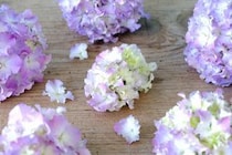 第六十二話　芒種の花あしらい「紫陽花」