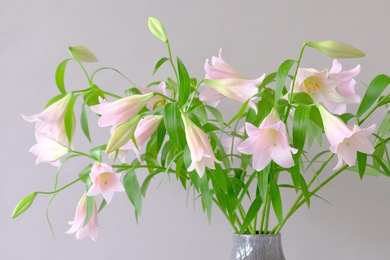 第六十三話　小暑の花あしらい「百合」