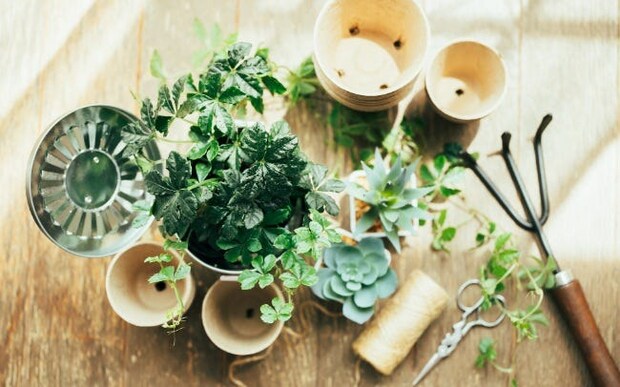 こんなときどうする？植物育成中のトラブル解決法