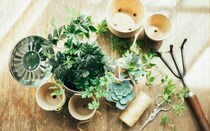 こんなときどうする？植物育成中のトラブル解決法