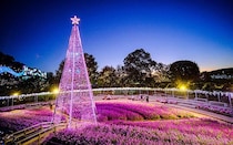 あしかがフラワーパークのイルミネーション「光の花の庭～Flower Fantasy2025-26」。今シーズンは香りの演出も