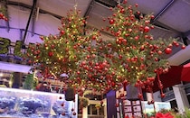 新感覚のフラワーパークで「HANA・BIYORIのクリスマス2025」開催。ツリーシャンデリアや、約3,000本のアイスチューリップも