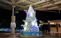 新江ノ島水族館「えのすいクリスマス」。サンゴをイメージしたホワイトツリー、35種の生き物を紹介するアドベントカレンダーも