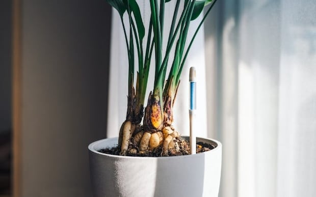 植物育成の手助けに！タイプ別おすすめアイテム