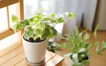 【オザキフラワーパークスタッフ監修】寒波を乗り越えよう！冬に観葉植物を育てる管理のヒント