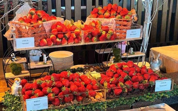 グランドニッコー東京 台場の冬ランチを編集部が実食！生いちご4種やいちごスイーツ10種がビュッフェ形式に