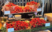 グランドニッコー東京 台場の冬ランチを編集部が実食！生いちご4種やいちごスイーツ10種がビュッフェ形式に