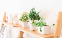 【オザキフラワーパークスタッフ監修】植え替えシーズン到来！観葉植物の植え替えのコツ