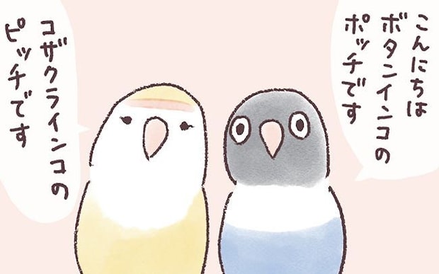 インコのピッチとポッチ。ふたりと暮らして10年になりました。／うちのインコたちは今日もおしゃべり（プロローグ）