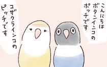 インコのピッチとポッチ。ふたりと暮らして10年になりました。／うちのインコたちは今日もおしゃべり（プロローグ）