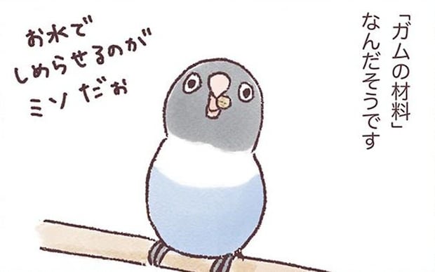 ポッチがお口がさみしい時にとる行動とは…？／うちのインコたちは今日もおしゃべり（17）