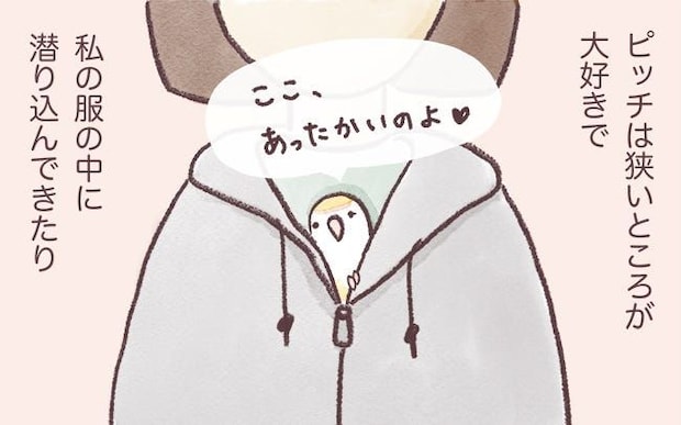 ピッチは狭いところが大好き。そこでは縄張りスイッチがONになるようで…？／うちのインコたちは今日もおしゃべり（18）