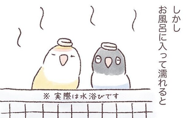 普段はほぼ無臭のインコたち。でもいろんな香りになることもあるようで…？／うちのインコたちは今日もおしゃべり（19）