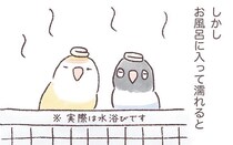 普段はほぼ無臭のインコたち。でもいろんな香りになることもあるようで…？／うちのインコたちは今日もおしゃべり（19）