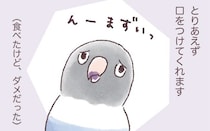 インコたちの苦手な食べ物を前にした反応とは…？／うちのインコたちは今日もおしゃべり（21）