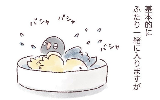 週1回のお風呂タイム。入り方にもそれぞれの性格がでるようで…？／うちのインコたちは今日もおしゃべり（22）