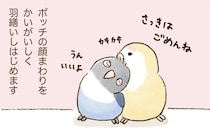 おねだり上手なピッチと不憫なポッチ。でも最後はみんなで仲良く羽繕い。／うちのインコたちは今日もおしゃべり（23）