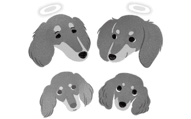 寄り添うことを教えてくれた犬セル。悲しみを乗り越えてつなぐ、優しさの物語。/犬からの手紙が教えてくれたこと（4）