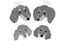 寄り添うことを教えてくれた犬セル。悲しみを乗り越えてつなぐ、優しさの物語。/犬からの手紙が教えてくれたこと（4）