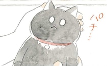 猫の飼い始めは知らないことばっかり!?　子猫がぐったり…心配で病院に行ってみると…!?／深夜3時のくろねこ喫茶3(1)