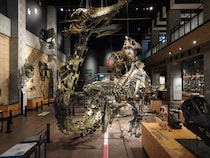 「天草・御所浦恐竜の島博物館へ行こう」日帰りツアーを販売開始