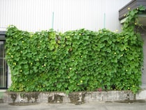 天然ヘチマカーテンのエアコンで真夏の省エネ対策、オーガニックコスメ会社「ネオナチュラル」が壁面緑化参加者を募集