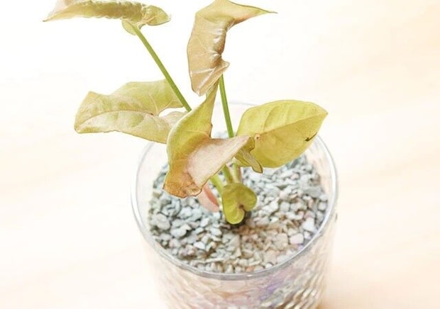 ダイソー　根腐れ防止ゼオライト