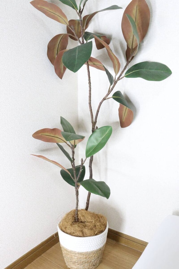 セリア　ココナッツファイバー　完成