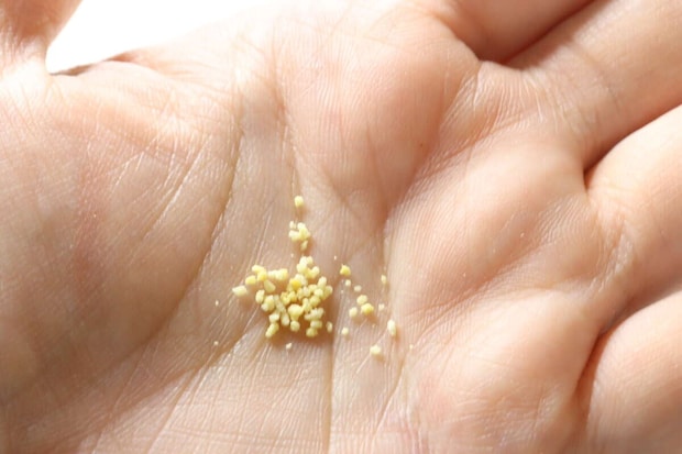 ダイソー かける生姜 ダイソー かける生姜 顆粒