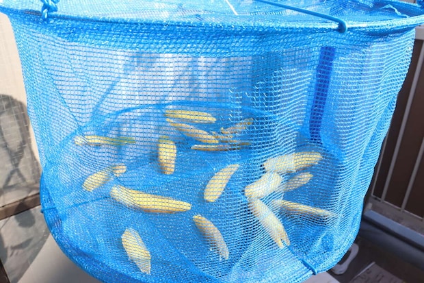 ダイソーのつなげる多用途ネットは鳥や虫による被害を防げる