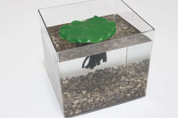 ダイソーの四角型水槽を使ったアクアリウム