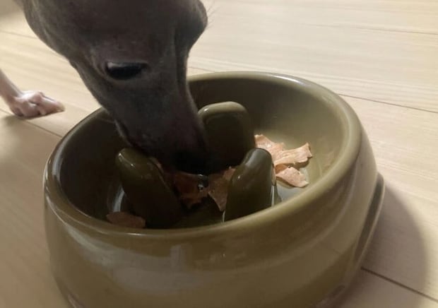 ダイソー　フードボウル（早食い防止）　使用例
