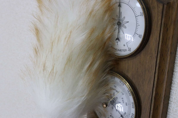 ふわふわダスター 竹ハンドル　使用例