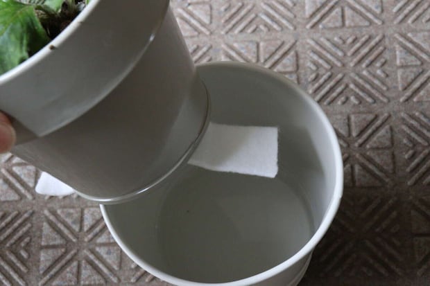 ダイソー 底面給水ポット(ベーシック) ダイソーの底面給水ポット(ベーシック)をセットする