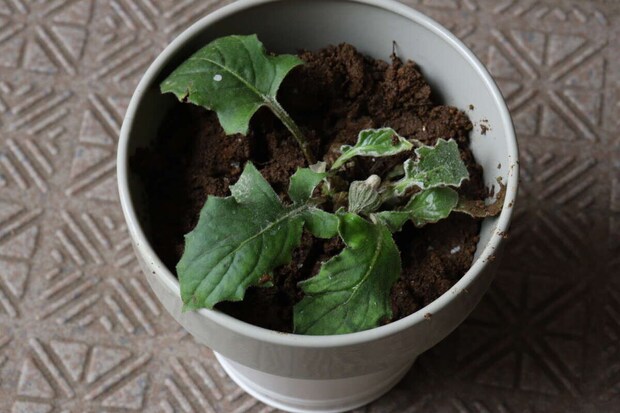 ダイソー 底面給水ポット(ベーシック) ダイソーの底面給水ポット(ベーシック)の使用例