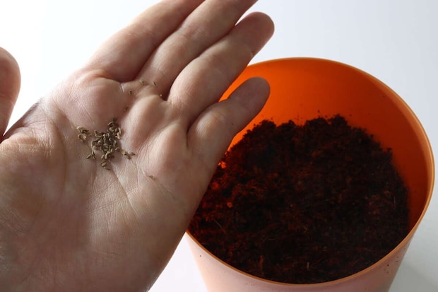 栽培セット まんまるにんじん　種